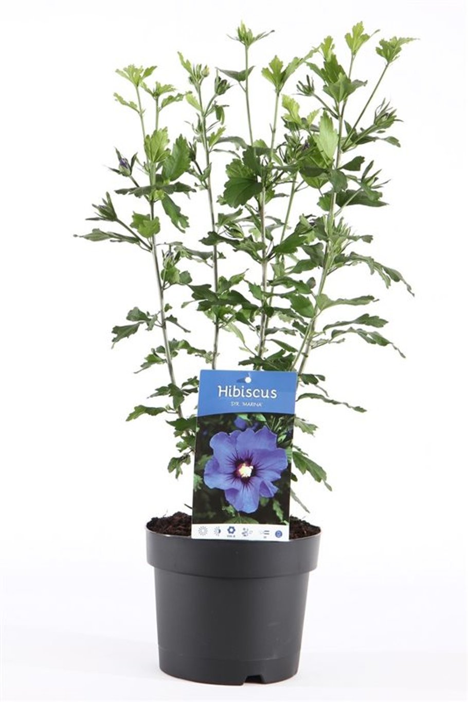 Hibiscus syr. 'Marina' - C3